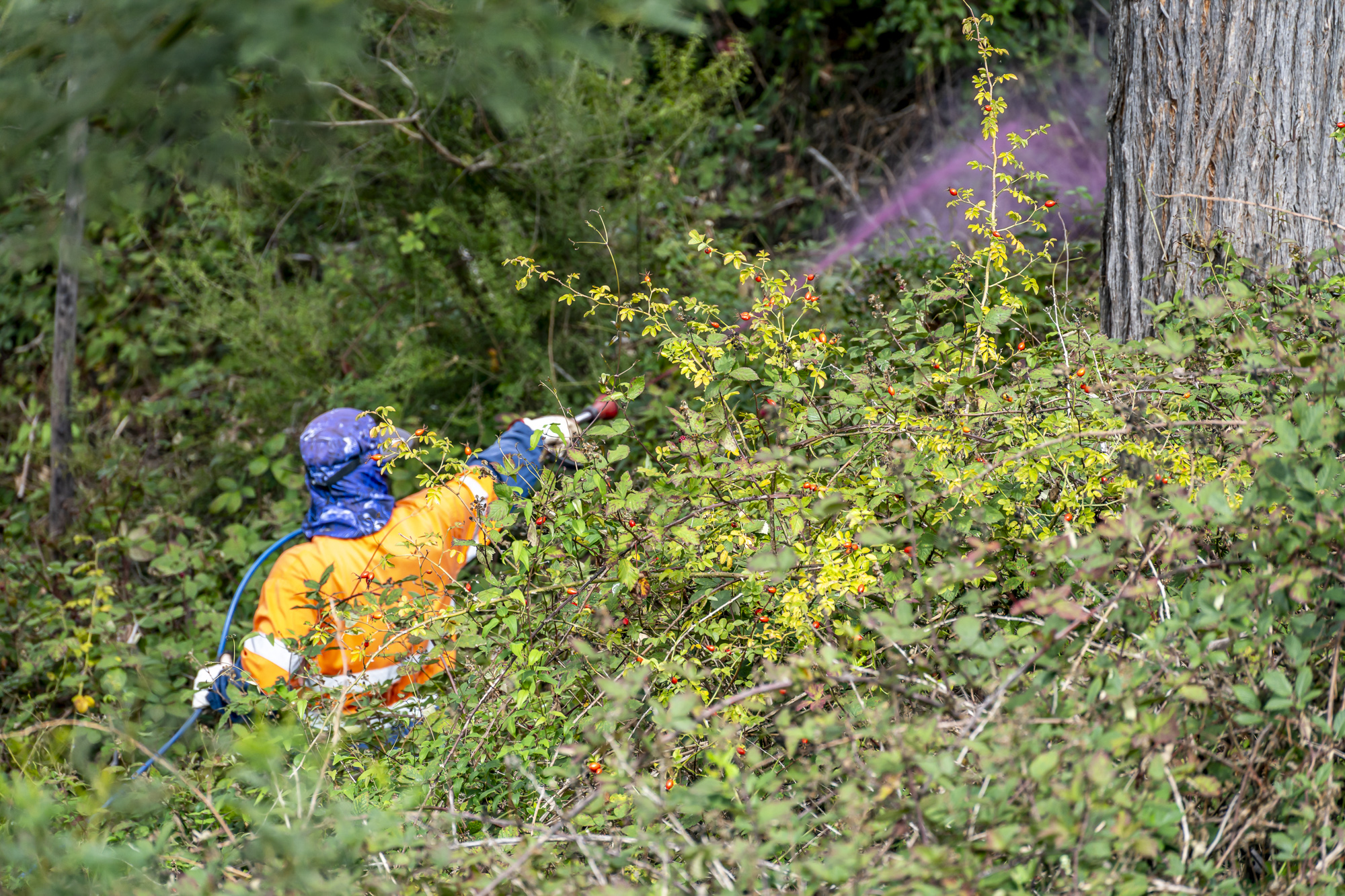 spraying