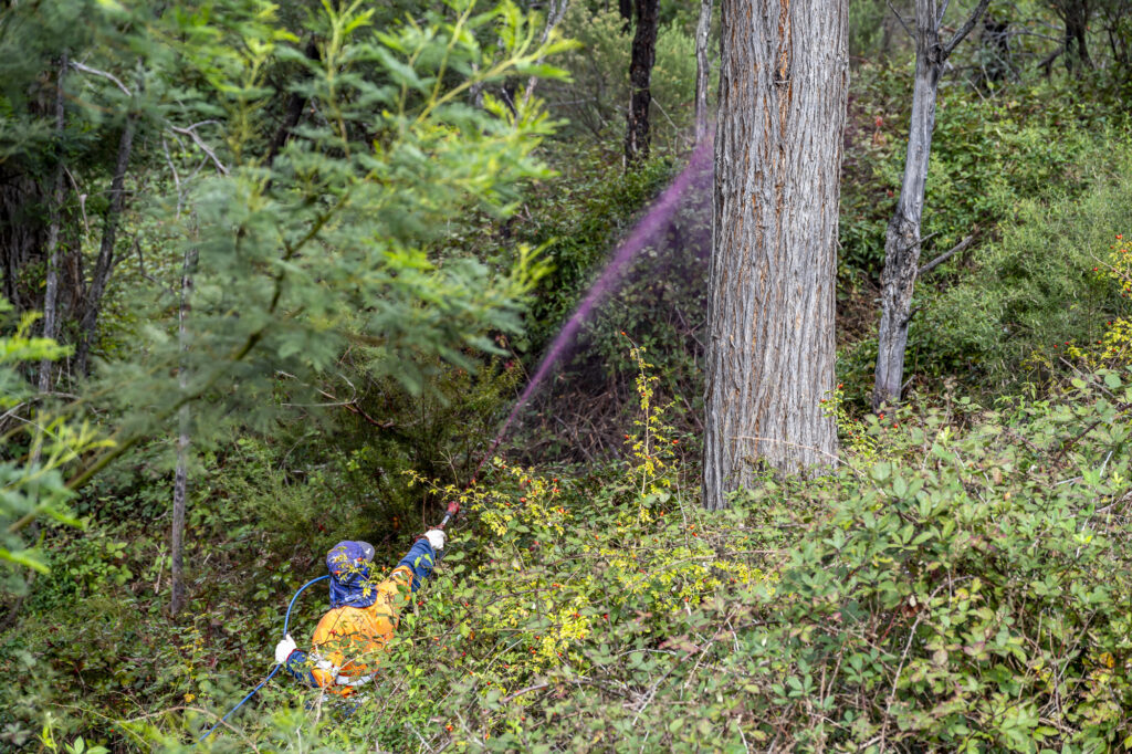 spraying