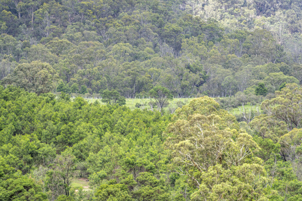 revegetation