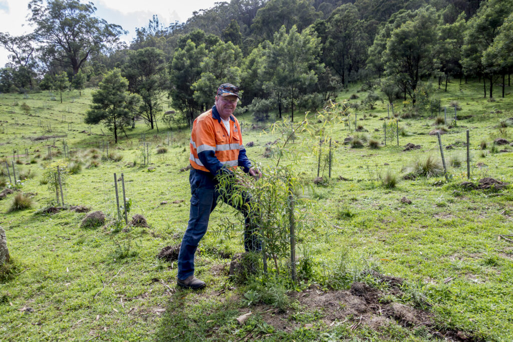 revegetation