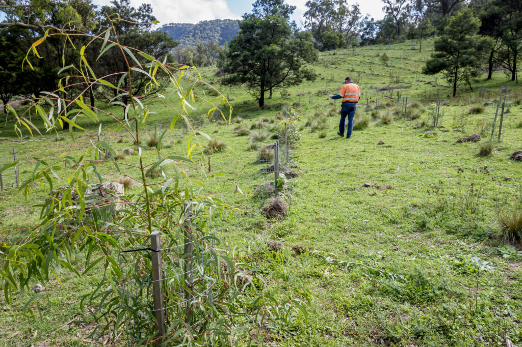revegetation
