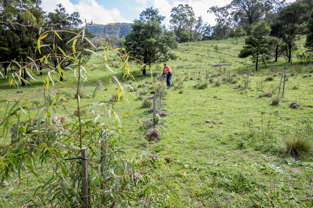 revegetation