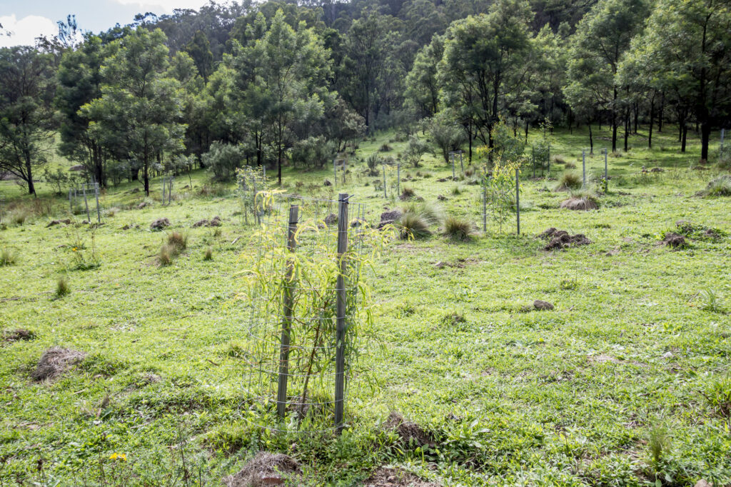 revegetation