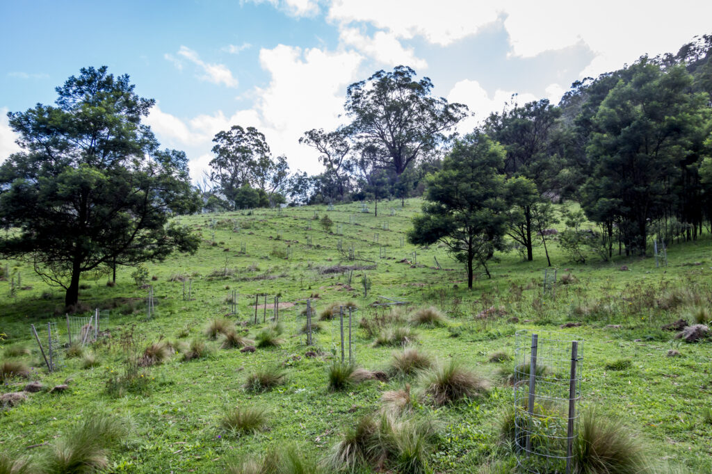 revegetation