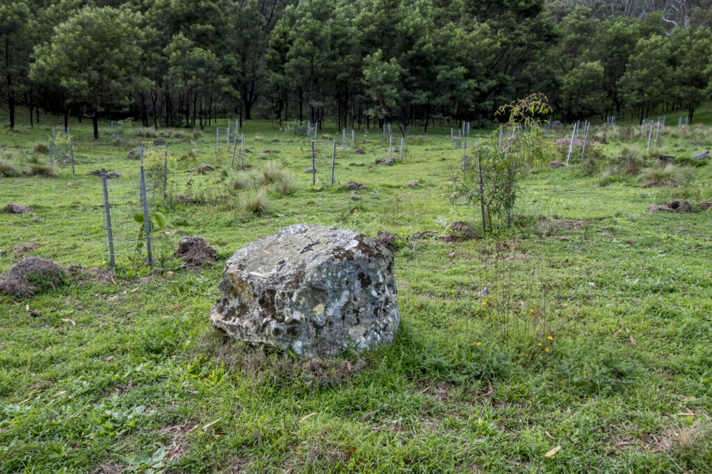 revegetation