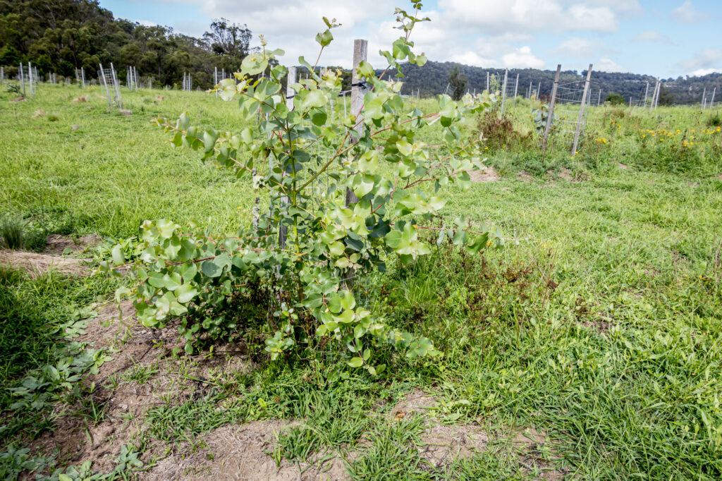 revegetation
