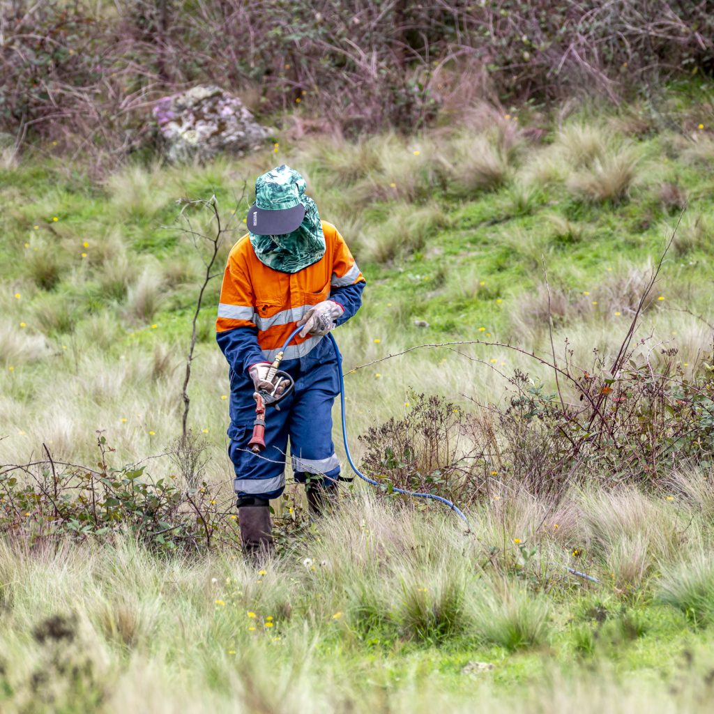 spraying